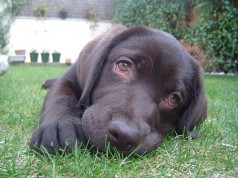 Fotos de perros